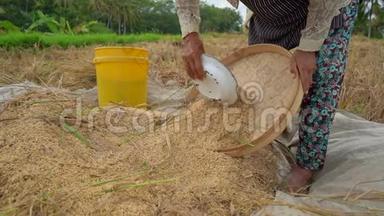 农民们把稻粒和茎分开. 收割水稻。 慢动作视频